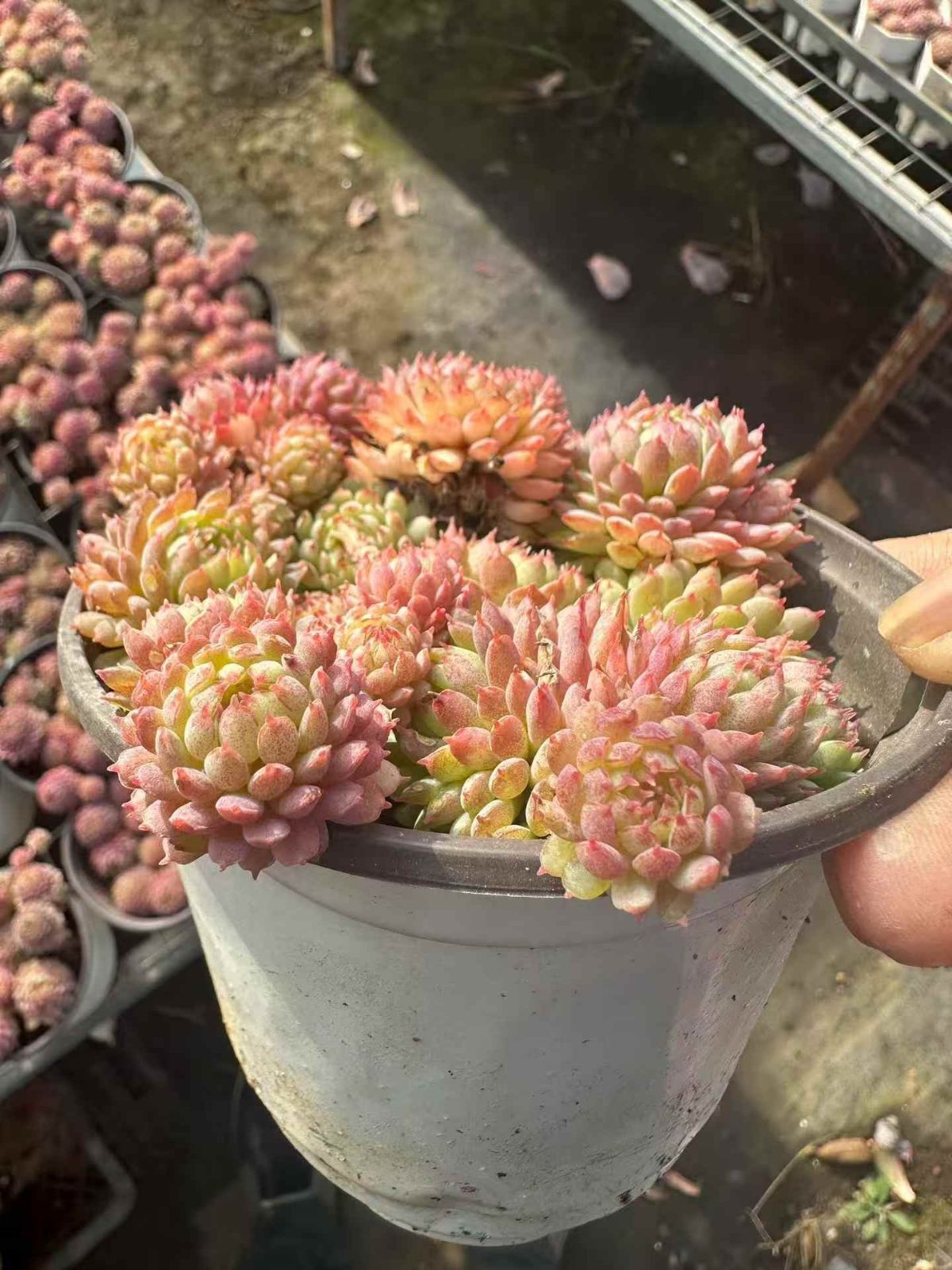 24株×クロサンタングン 多肉植物 エケベリア セダム アエオニウム