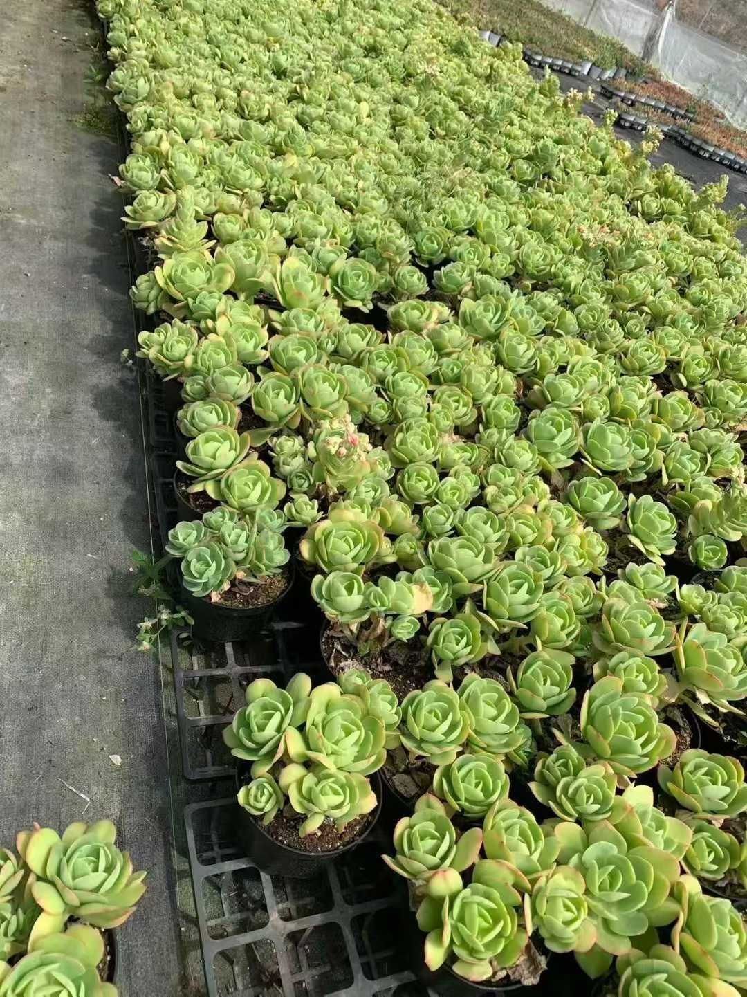 15株×トウインニシキ 多肉植物 エケベリア セダム アエオニウム