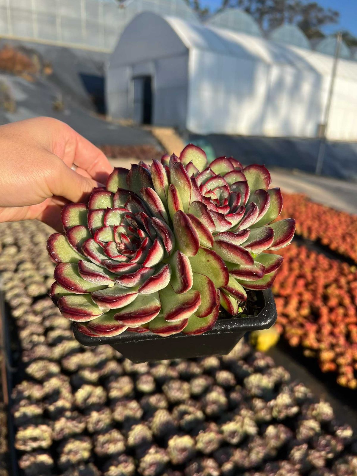 35株×ロウボタン 多肉植物 エケベリア セダム アエオニウム
