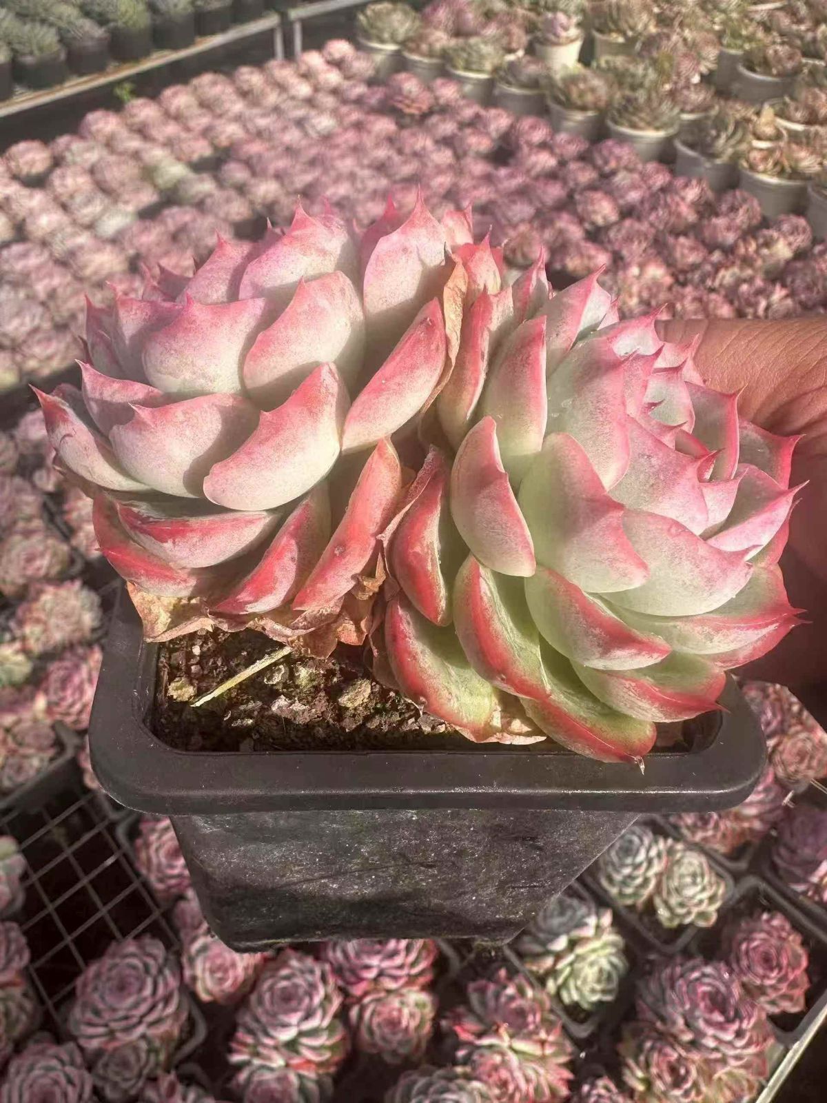 24株×エジプトタワー 多肉植物 エケベリア セダム アエオニウム