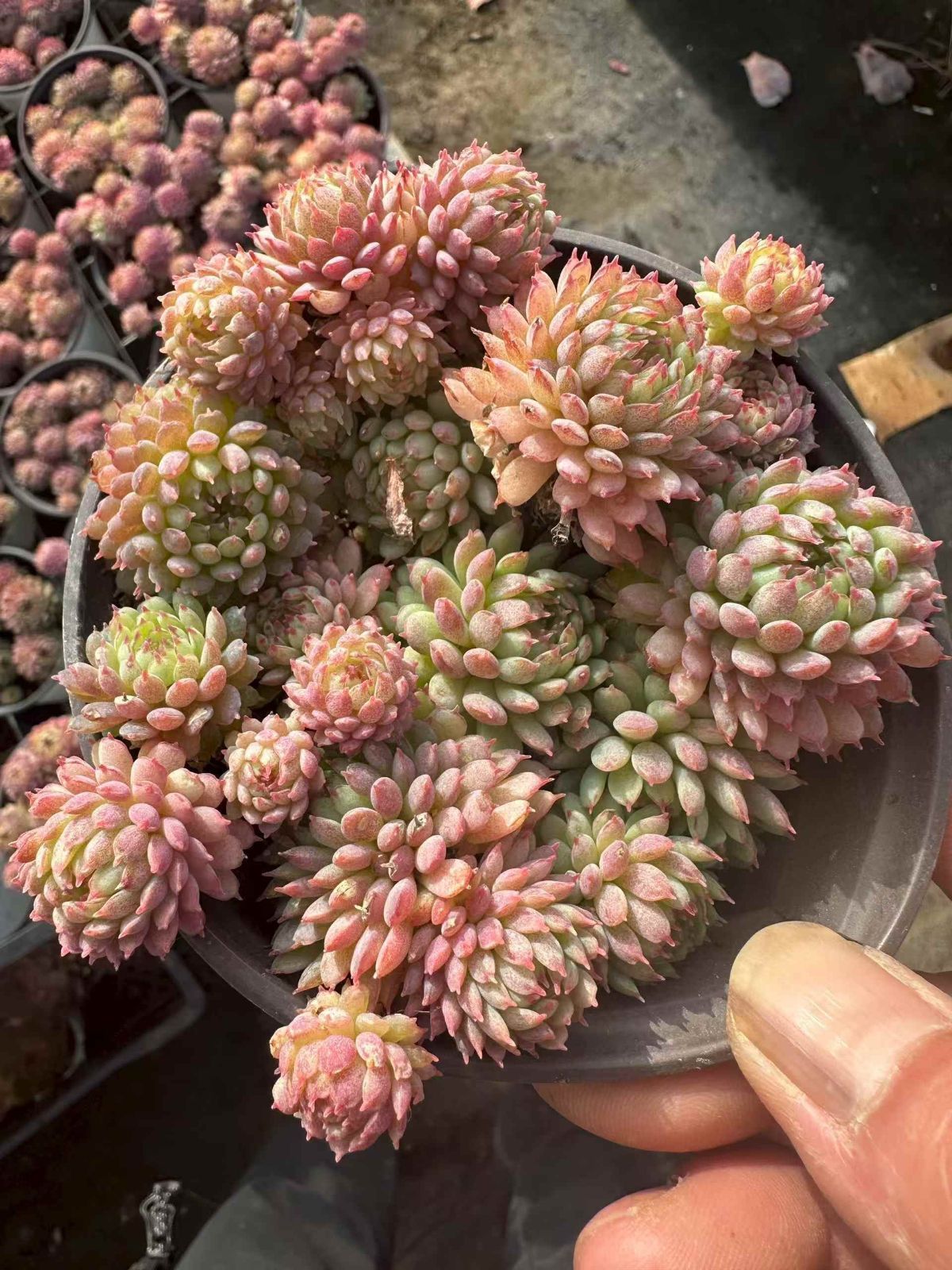 新規オープン記念 スタージェイド×50株 多肉植物 抜き苗 エケベリア