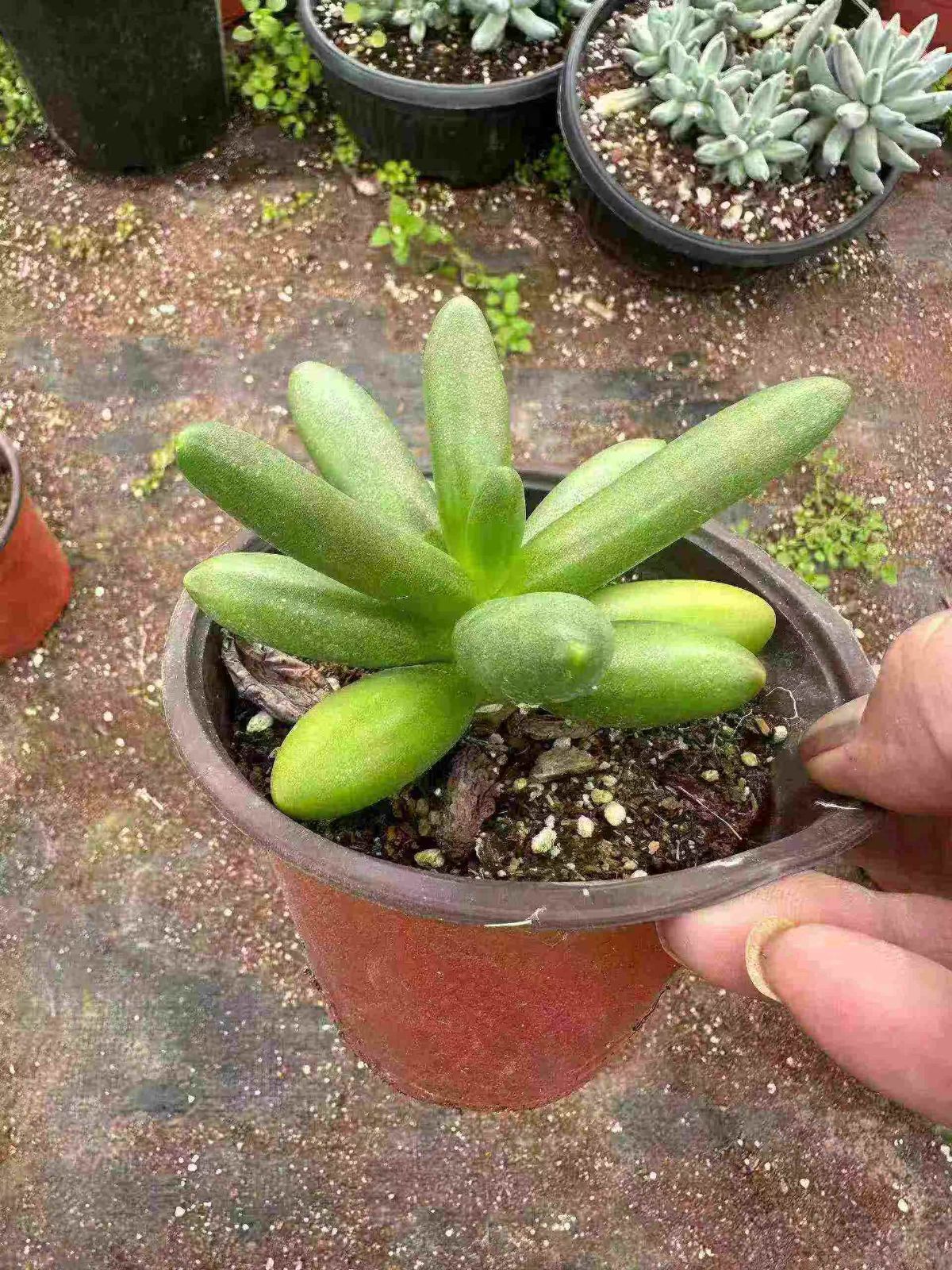 54株×カゲツヤ 多肉植物 エケベリア セダム アエオニウム