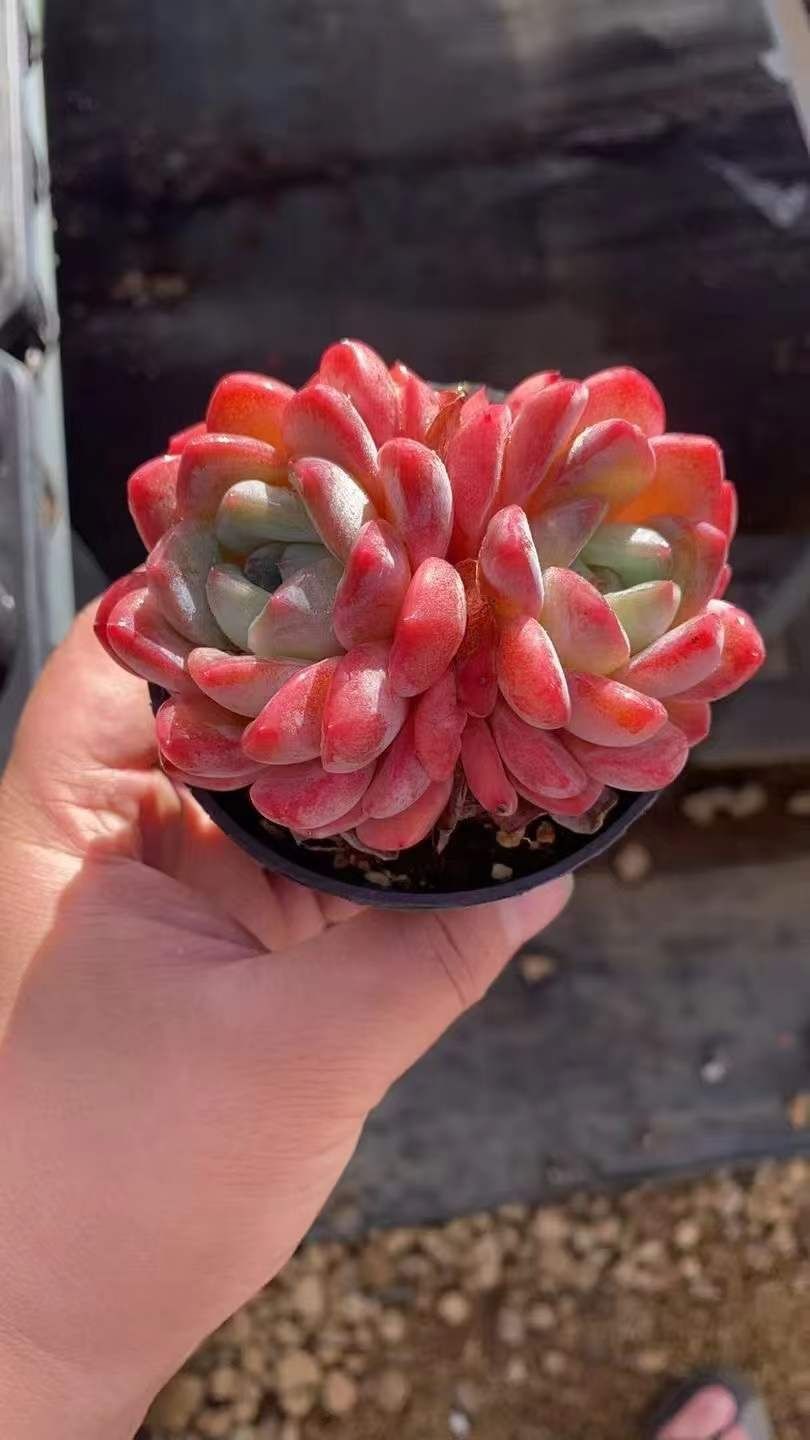 18株×グリーンハートビジン 多肉植物 エケベリア セダム アエオニウム