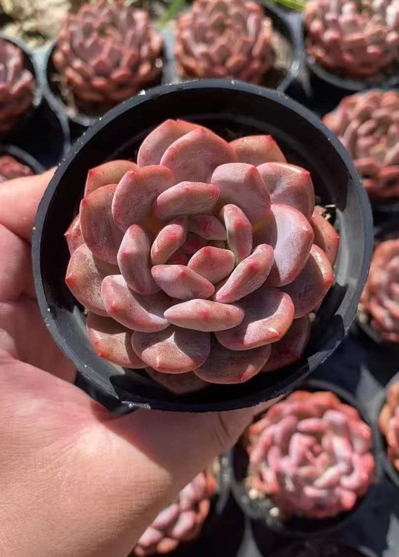 観葉植物 多肉植物 Z1683 リンセツ 40株 抜き苗 エケベリア セダム