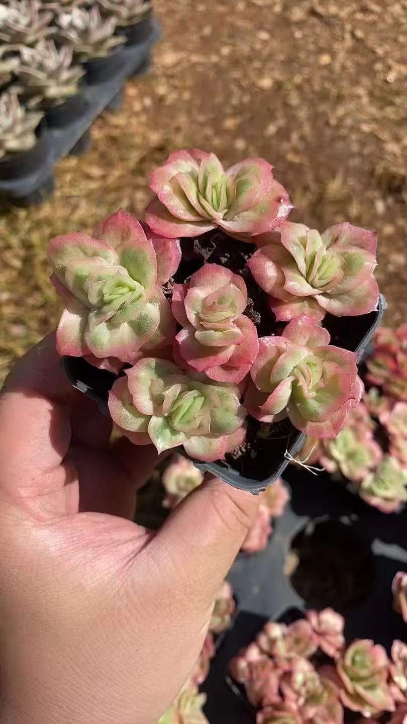新規オープン記念 ピンクのローズ×30株 多肉植物 エケベリア セダム