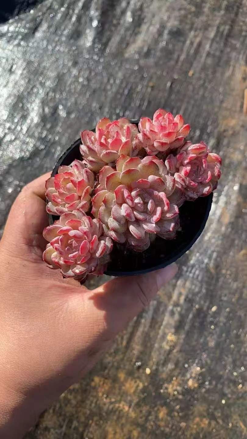 新規オープン記念 レッドアイボリー×6株 多肉植物 抜き苗 エケベリア