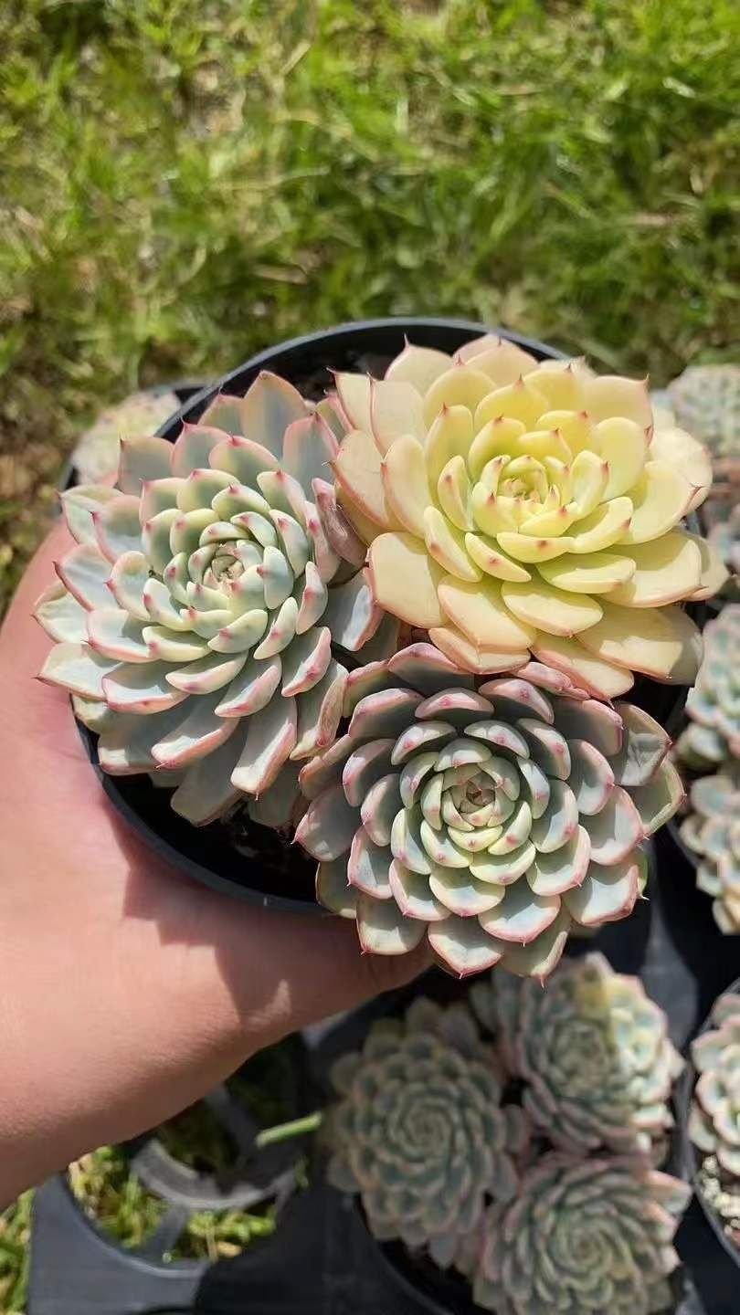 35株×レッドピンクカジンニシキ 多肉植物 エケベリア セダム