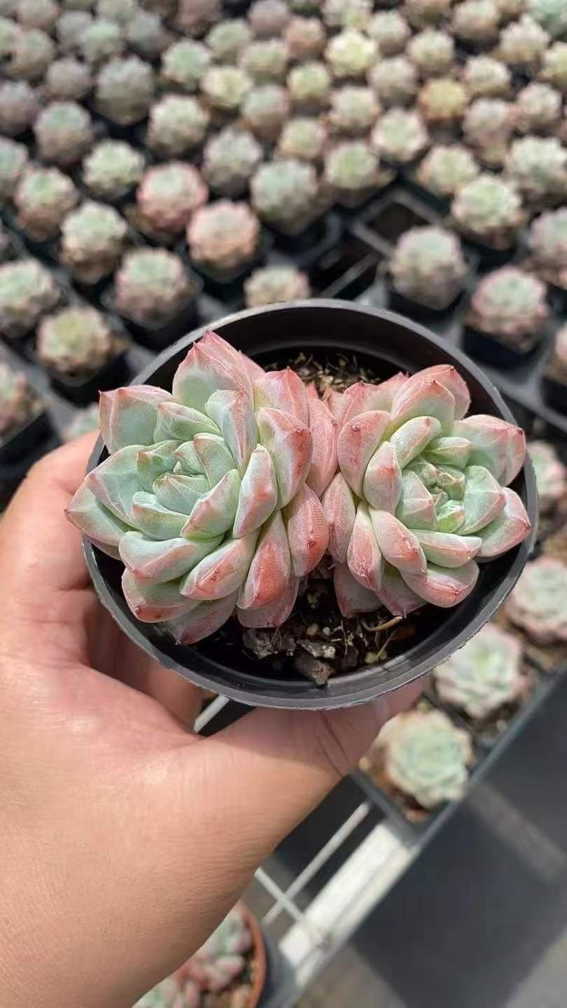18株×マリリン 多肉植物 エケベリア セダム アエオニウム