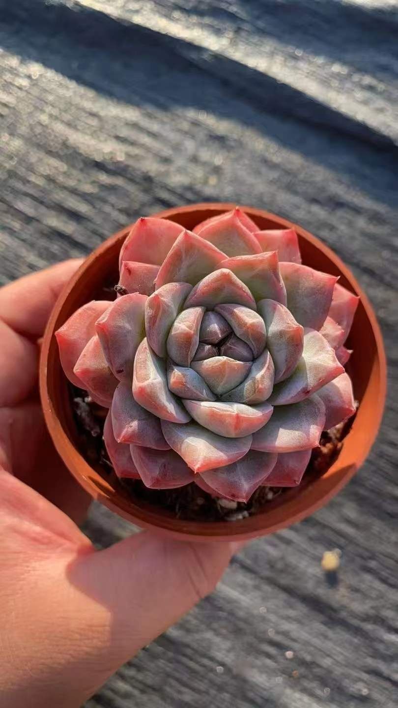新規オープン記念 マリア×15株 多肉植物 抜き苗 エケベリア セダム