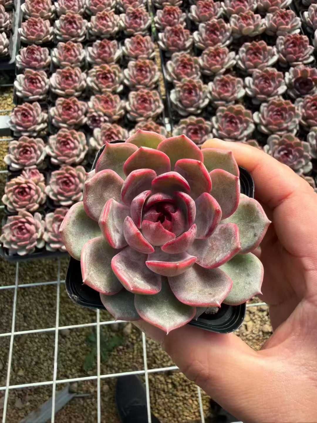 新規オープン記念 ブルーバード×12株 多肉植物 抜き苗 エケベリア