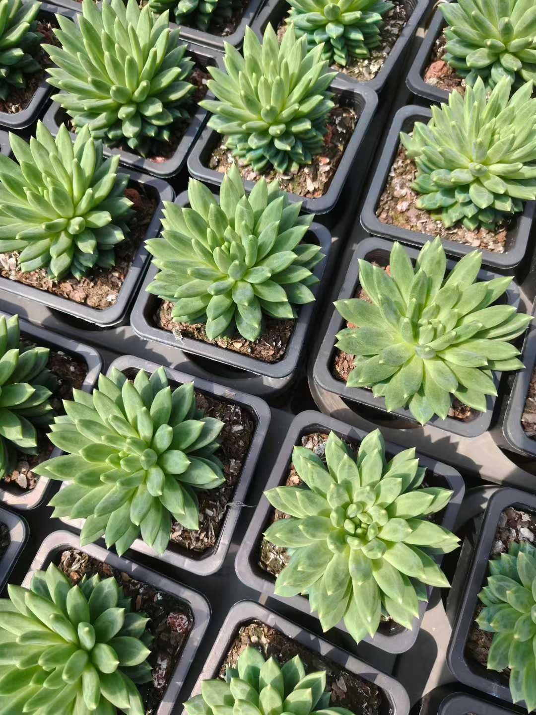 多肉植物　エケベリアsp  韓国苗 多肉植物 Z1797 セツガン 50株 抜き苗 エケベリア セダム アエオニウム