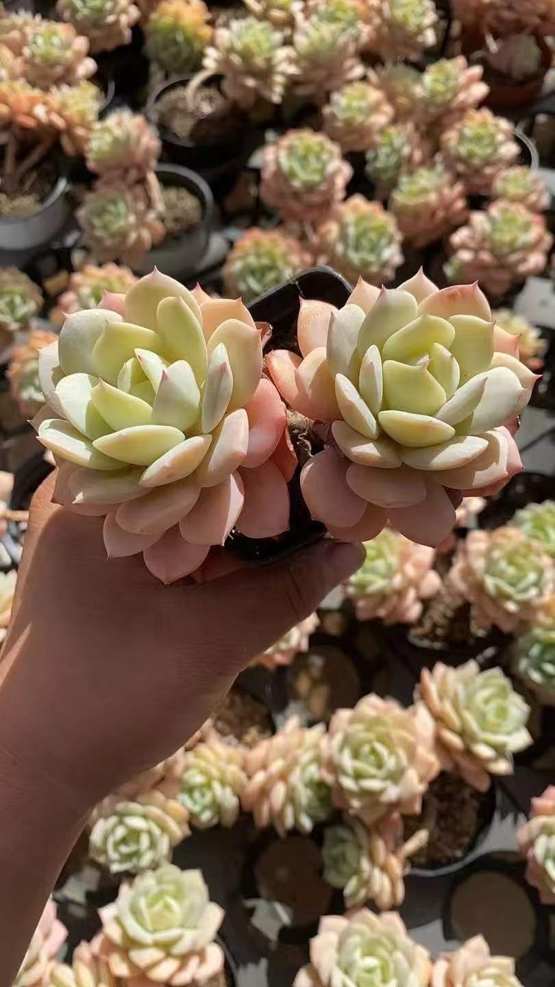 観葉植物 多肉植物 Z1800 コイブミグンショウリョウ 50株 抜き苗
