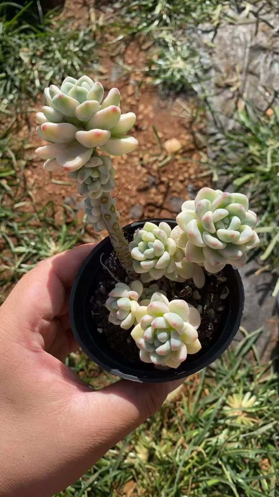 新規オープン記念 タイニーバーガー錦×18株 多肉植物 エケベリア