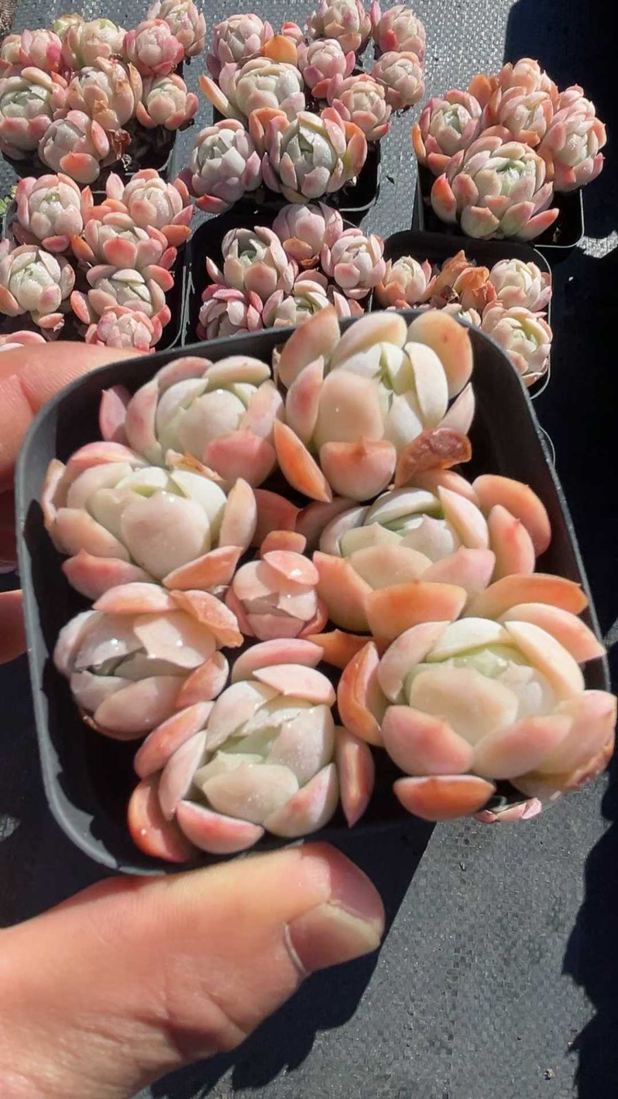 新規オープン記念 カラフル・ローズ×50株 多肉植物 抜き苗 エケベリア
