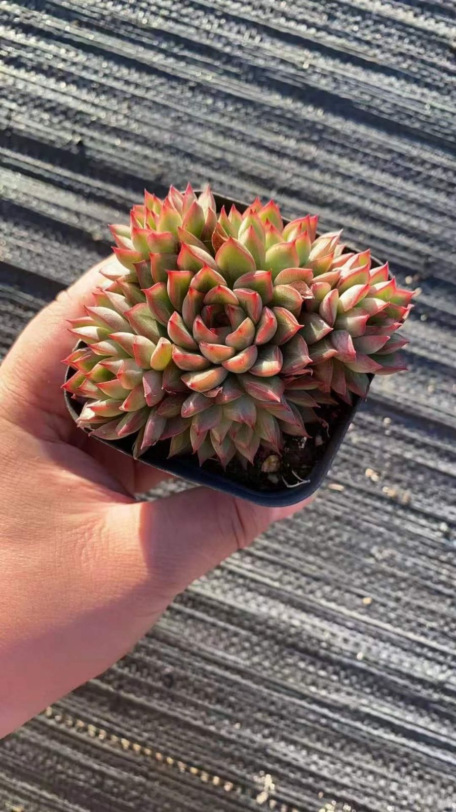 新規オープン記念 メデゥーサ×24株 多肉植物 エケベリア セダム