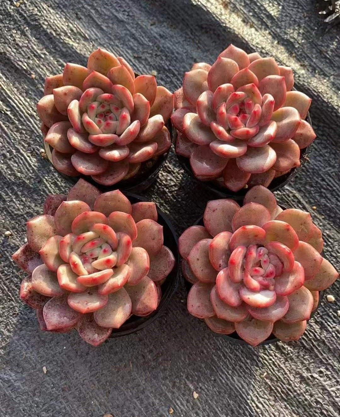 観葉植物 多肉植物 Z1683 リンセツ 40株 抜き苗 エケベリア セダム