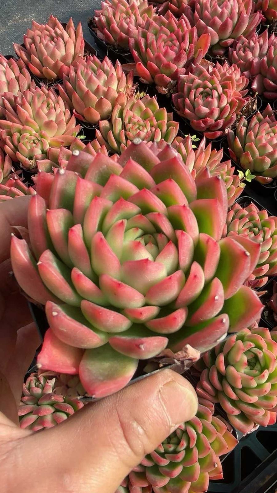 新規オープン記念 メデゥーサ×24株 多肉植物 エケベリア セダム