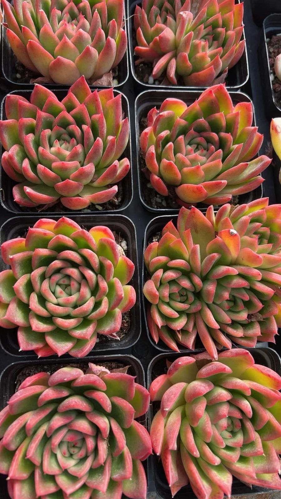 新規オープン記念 レモンプリンセス×50株 多肉植物 抜き苗 エケベリア