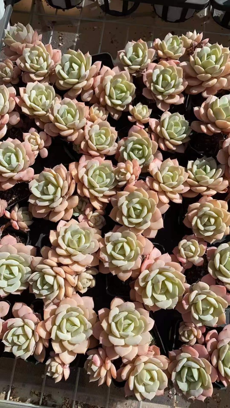観葉植物 多肉植物 Z1800 コイブミグンショウリョウ 50株 抜き苗