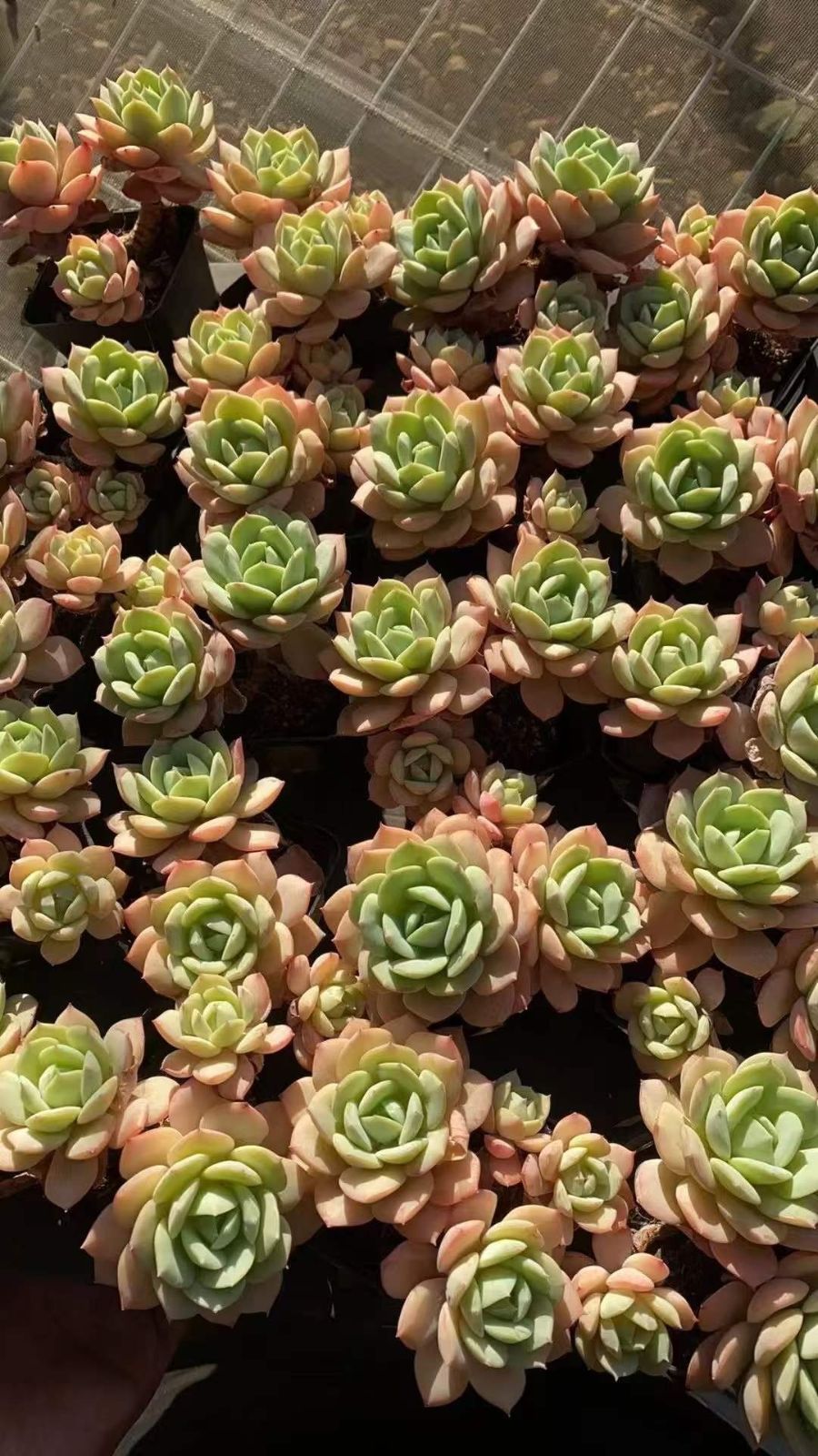 観葉植物 多肉植物 Z1800 コイブミグンショウリョウ 50株 抜き苗