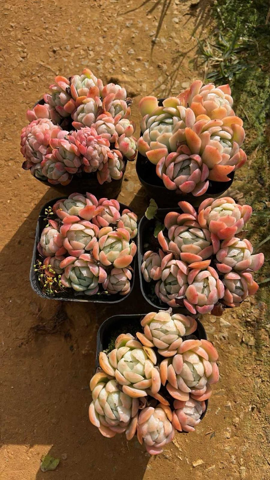 新規オープン記念 レッドアイボリー×6株 多肉植物 抜き苗 エケベリア