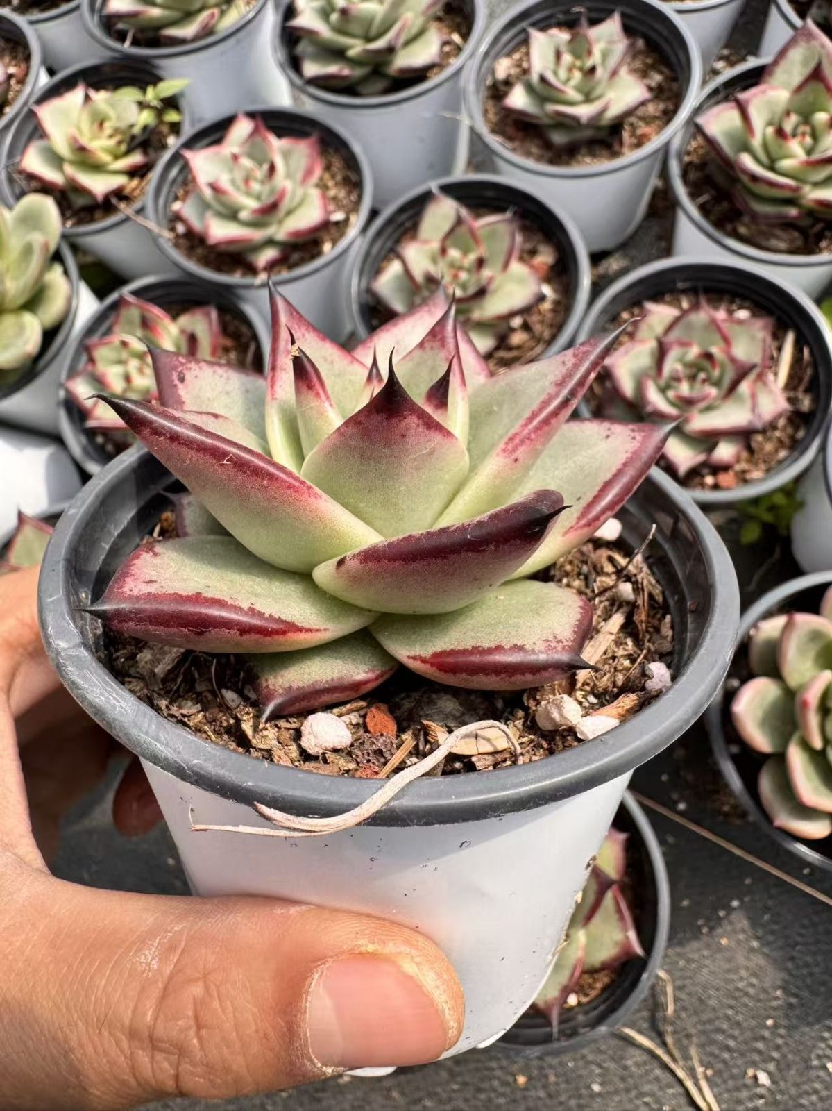 新規オープン記念 カラフル・ローズ×50株 多肉植物 抜き苗 エケベリア