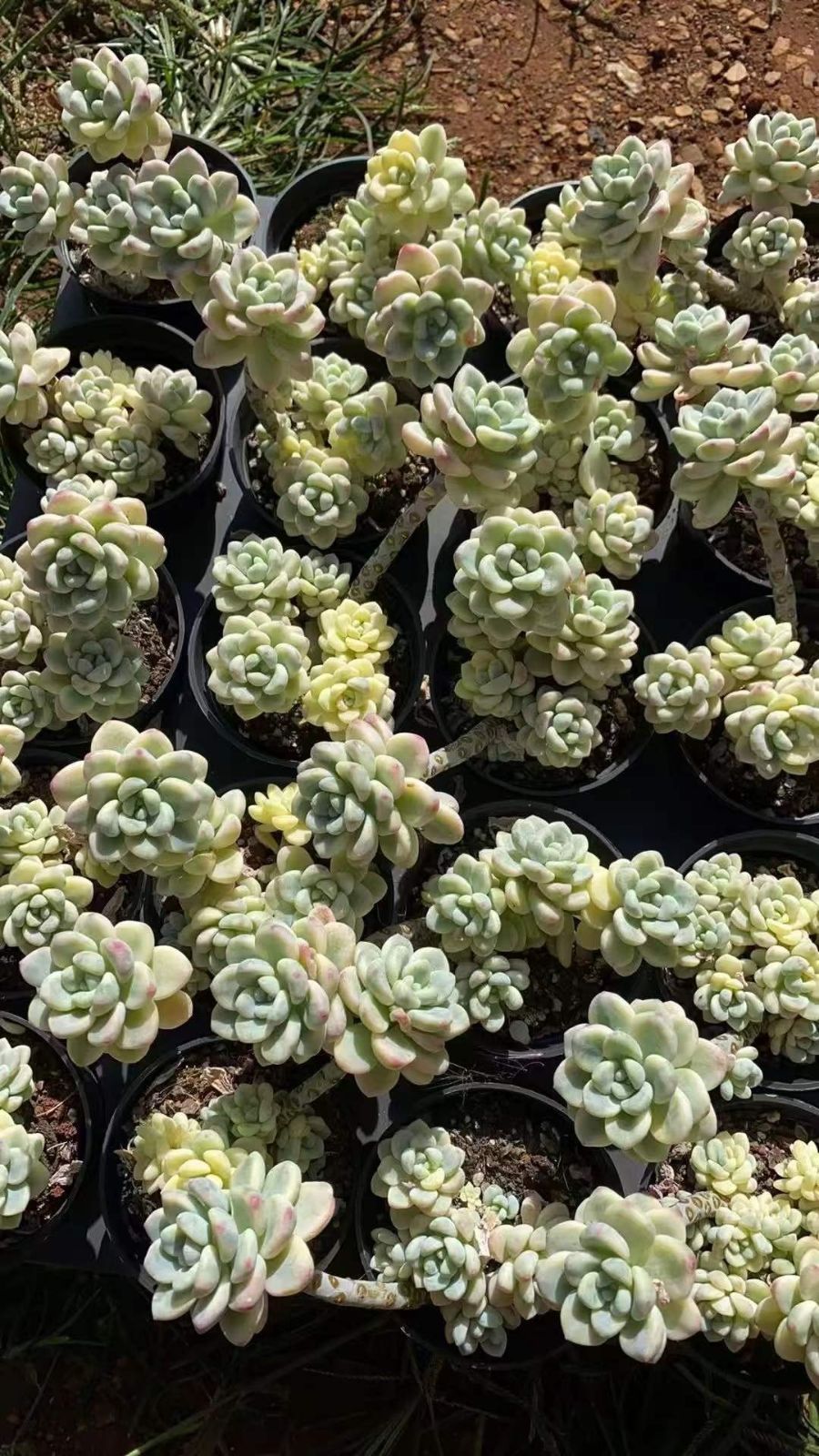 30株×シラクニシキ 多肉植物 エケベリア セダム アエオニウム