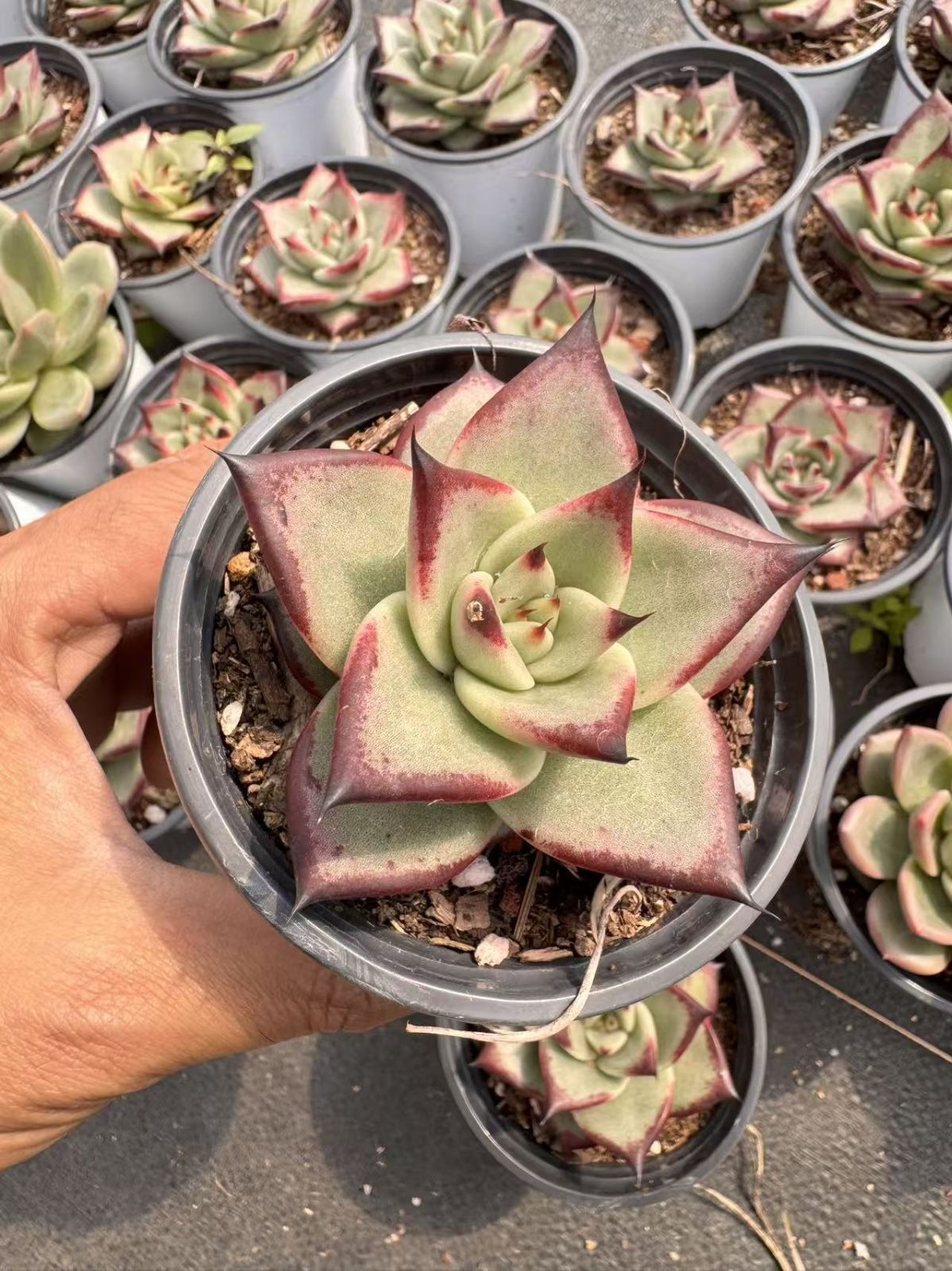Top【選抜株】多肉植物　26428アーボーリーウム　ベルア20個　鉢無し/脱土 多肉植物 Z1500 シュンホウツイカ 54株 抜き苗 エケベリア セダム
