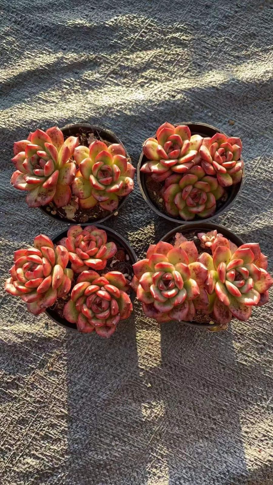 多肉植物 エケベリア オレンジモンロー 双頭 抜き苗 多肉植物 エケベリア オレンジモンロー 抜き苗 - メルカリ