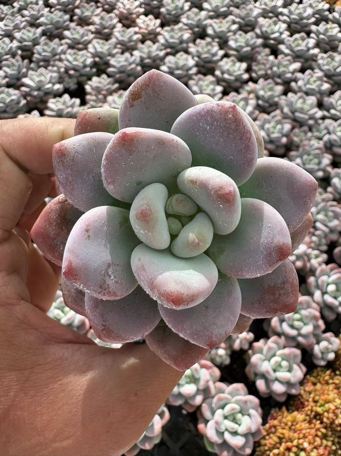 新入荷 ラクジン×10株 CY0229抜き苗 多肉植物 詰め合わせ 新入荷 ラクジン×10株 CY0229抜き苗 多肉植物 詰め合わせ