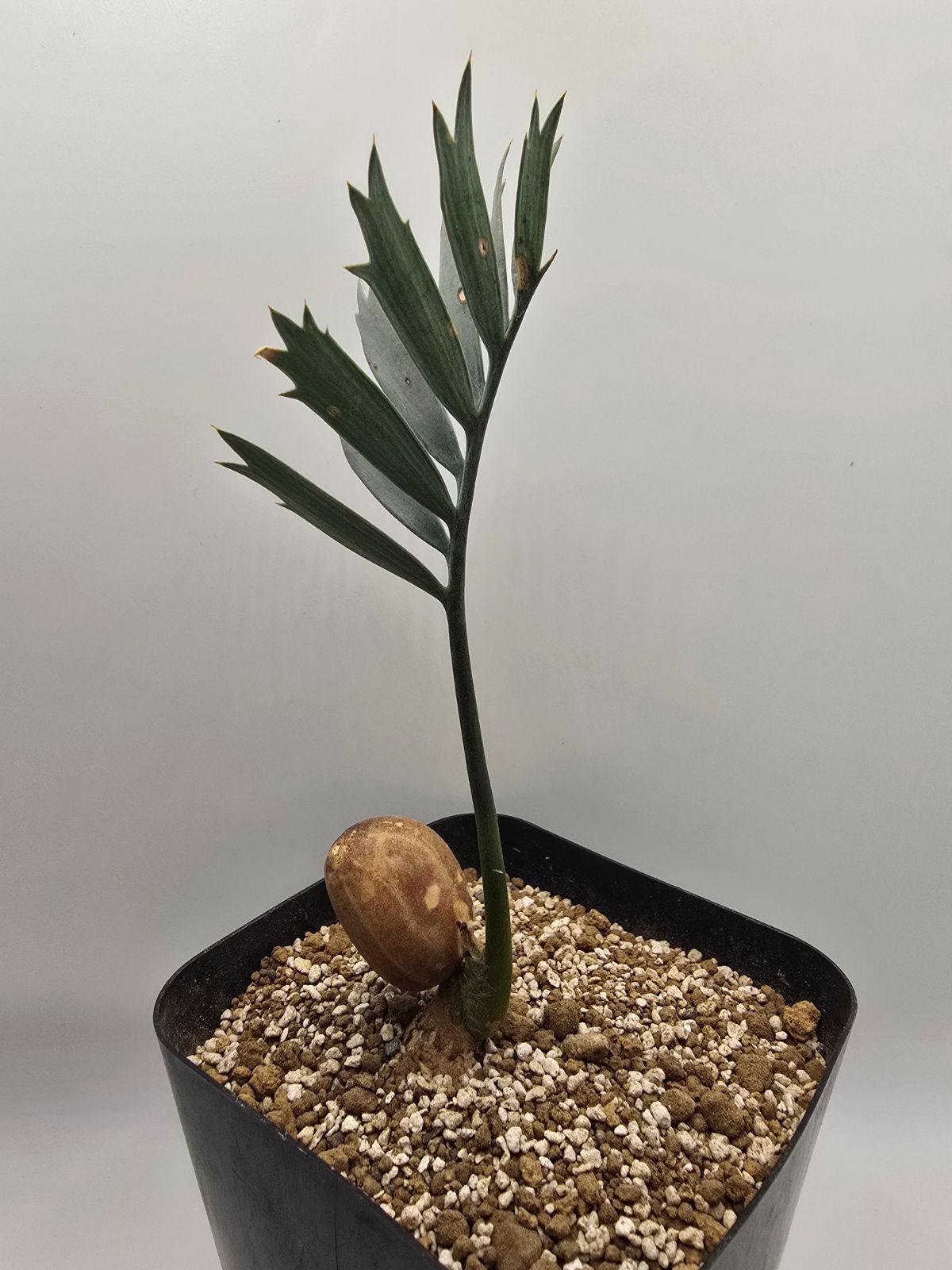 エンセファラルトス ホリダス ドワーフリーフ！実生！鉢上13cm !塊茎