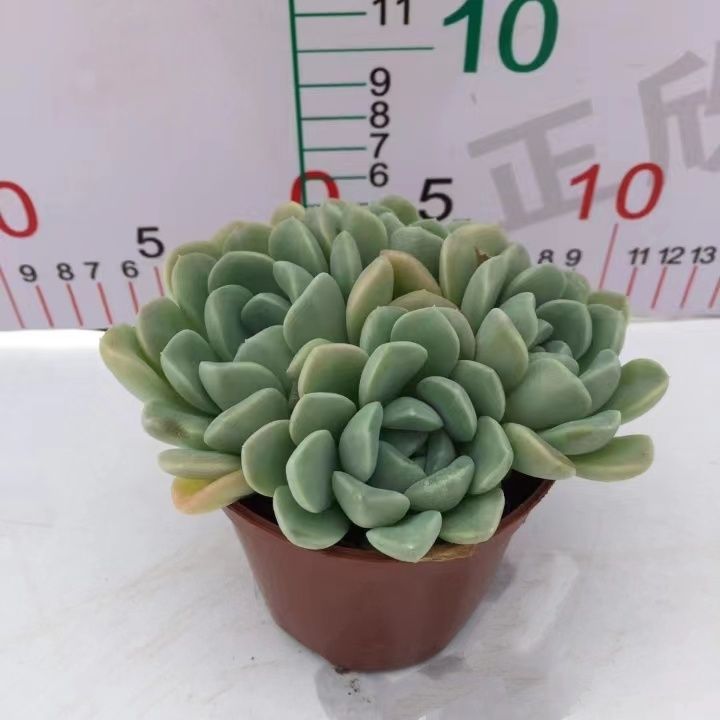 Z34×54苗 ユキツメ 新入荷 抜き苗 多肉植物 詰め合わせ アエオニウム