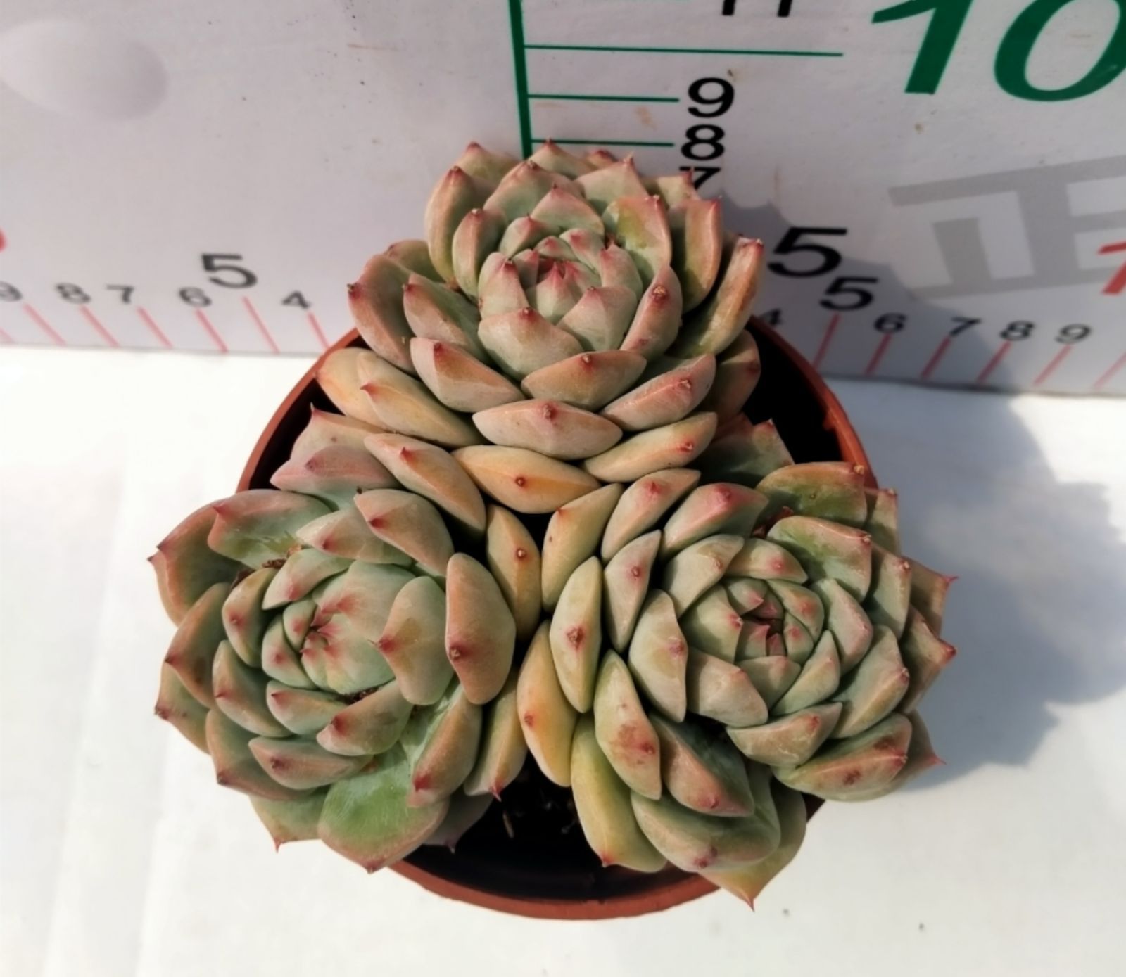 新入荷 スターオレンジ×50株 Z2496抜き苗 多肉植物 詰め合わせ