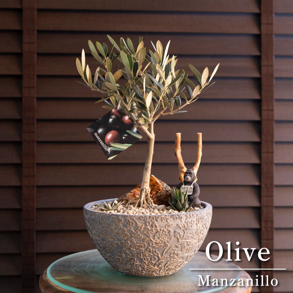 創樹 Olive オリーブの木 寄せ植え 7号 陶器鉢 SOUJU Manzanillo
