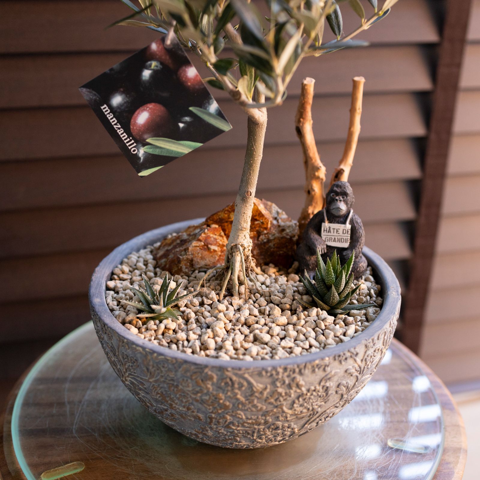 創樹 Olive オリーブの木 寄せ植え 7号 陶器鉢 SOUJU Manzanillo