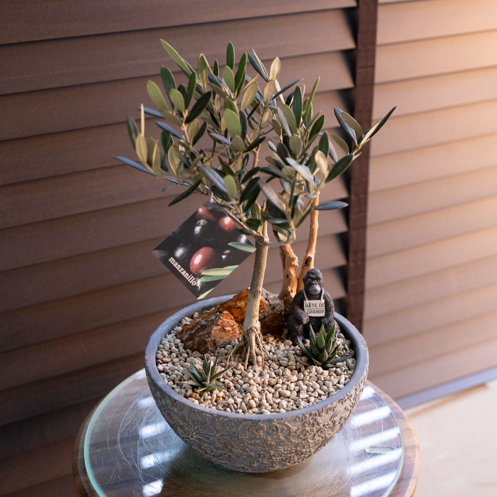 創樹 Olive オリーブの木 寄せ植え 7号 陶器鉢 SOUJU Manzanillo
