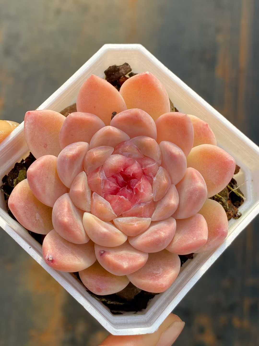 新入荷 ハクホウ MY852×18苗 抜き苗 多肉植物 アエオニウム エケベリア