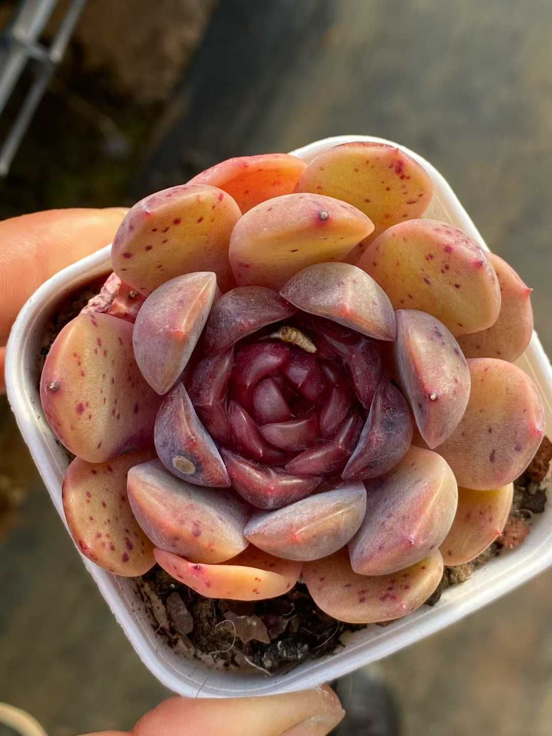 Top【選抜株】多肉植物　264183アエオニウム　レッドフジ　63個　鉢無し WBLHF2591×50株 レッドラバー 多肉植物 アエオニウム エケベリア 韓国