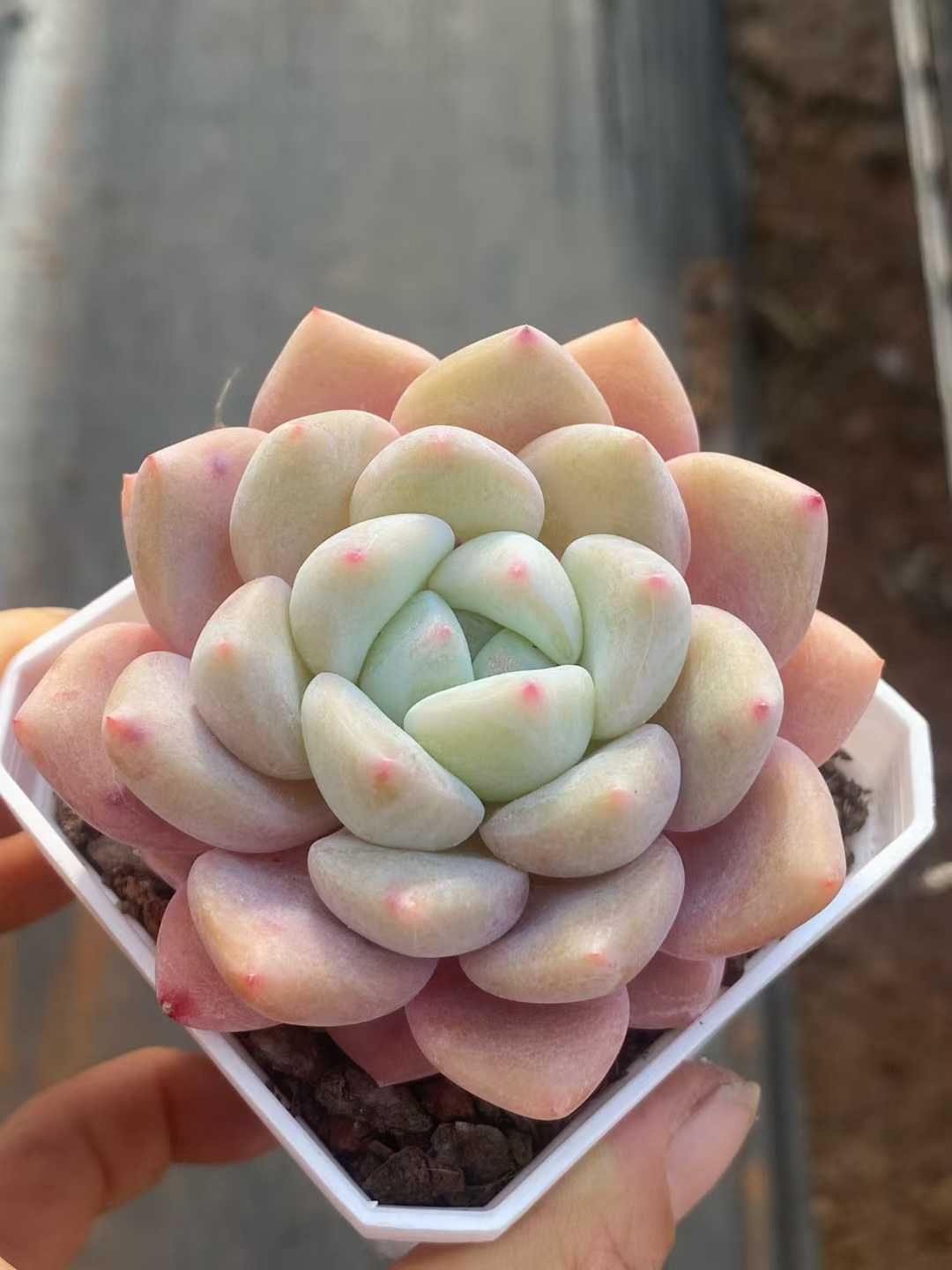 50株×スイートハートミス 多肉植物 エケベリア セダム アエオニウム