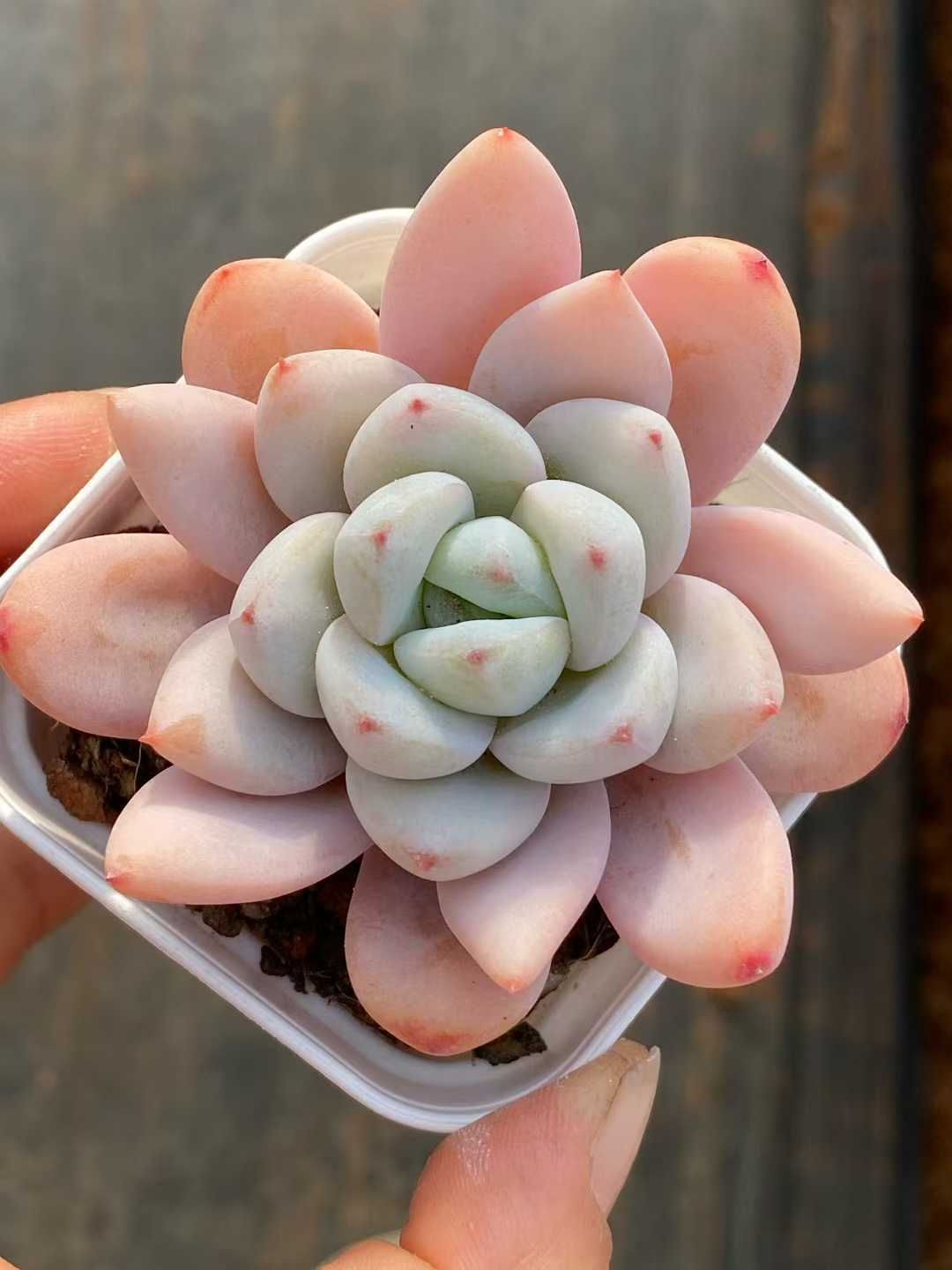 新入荷 シュテイ QS1216×24苗 抜き苗 多肉植物 アエオニウム