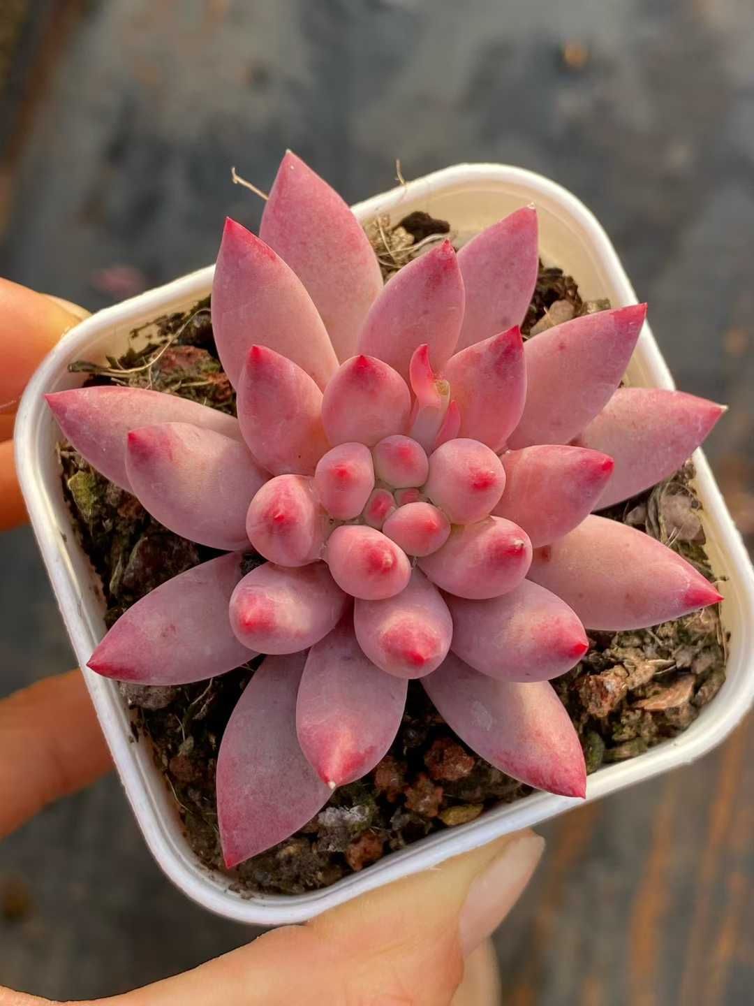 CQ1934×54株 ピンクラクジン 多肉植物 アエオニウム エケベリア カット