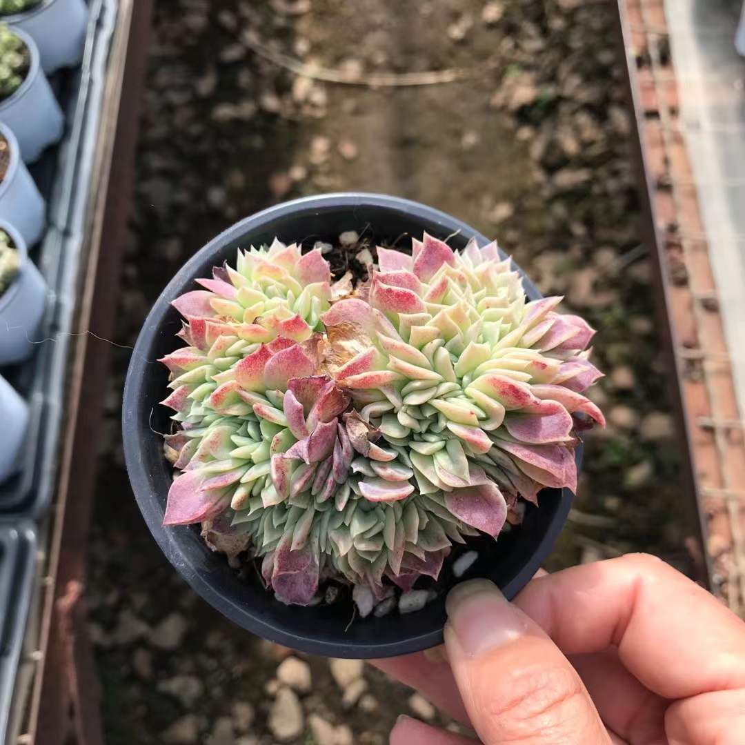 新入荷 グリーンヒスイ L2403×70鉢 抜き苗 多肉植物 アエオニウム