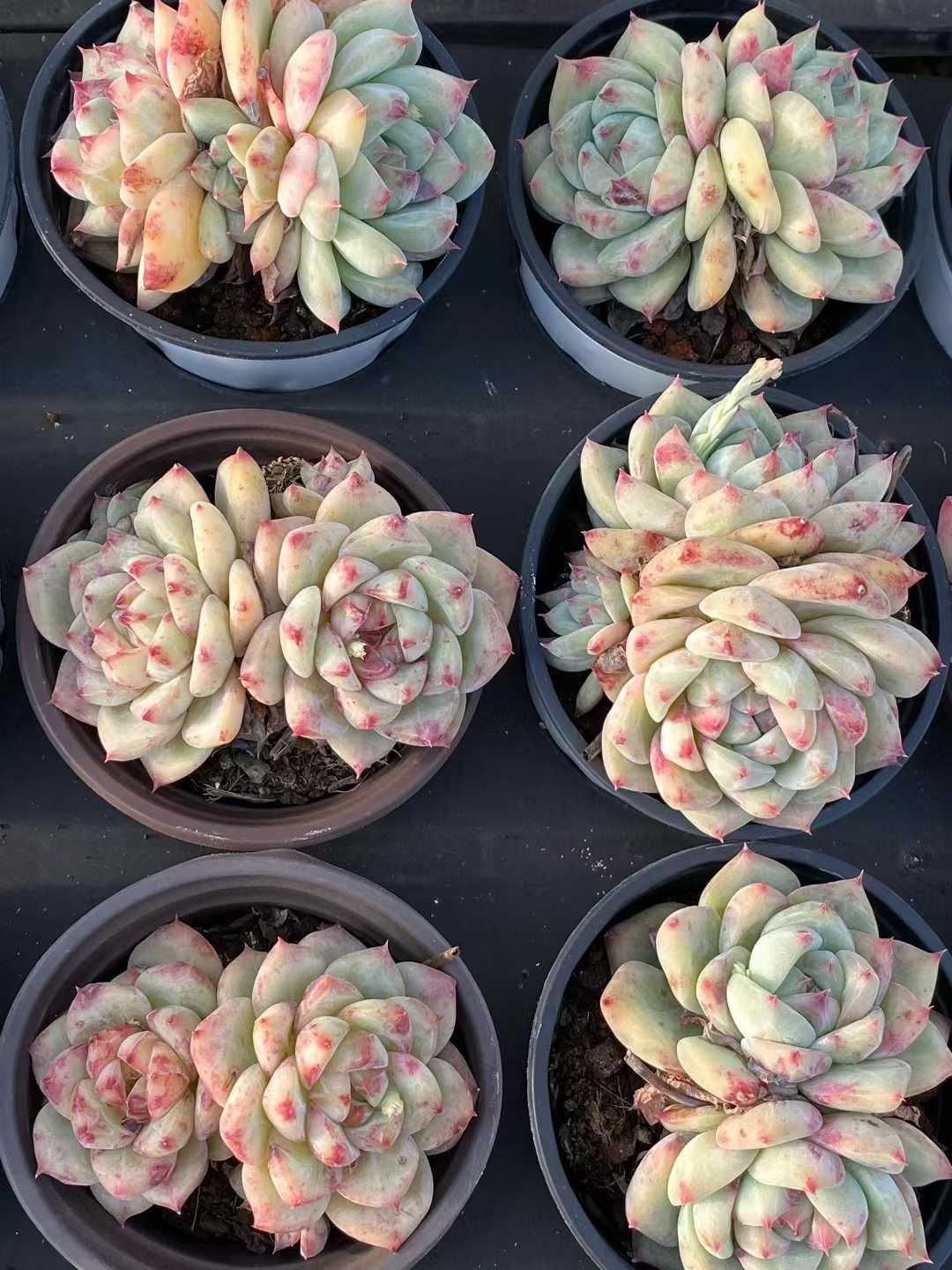 YP13×50株 シロザトウ 多肉植物 アエオニウム エケベリア カット苗 