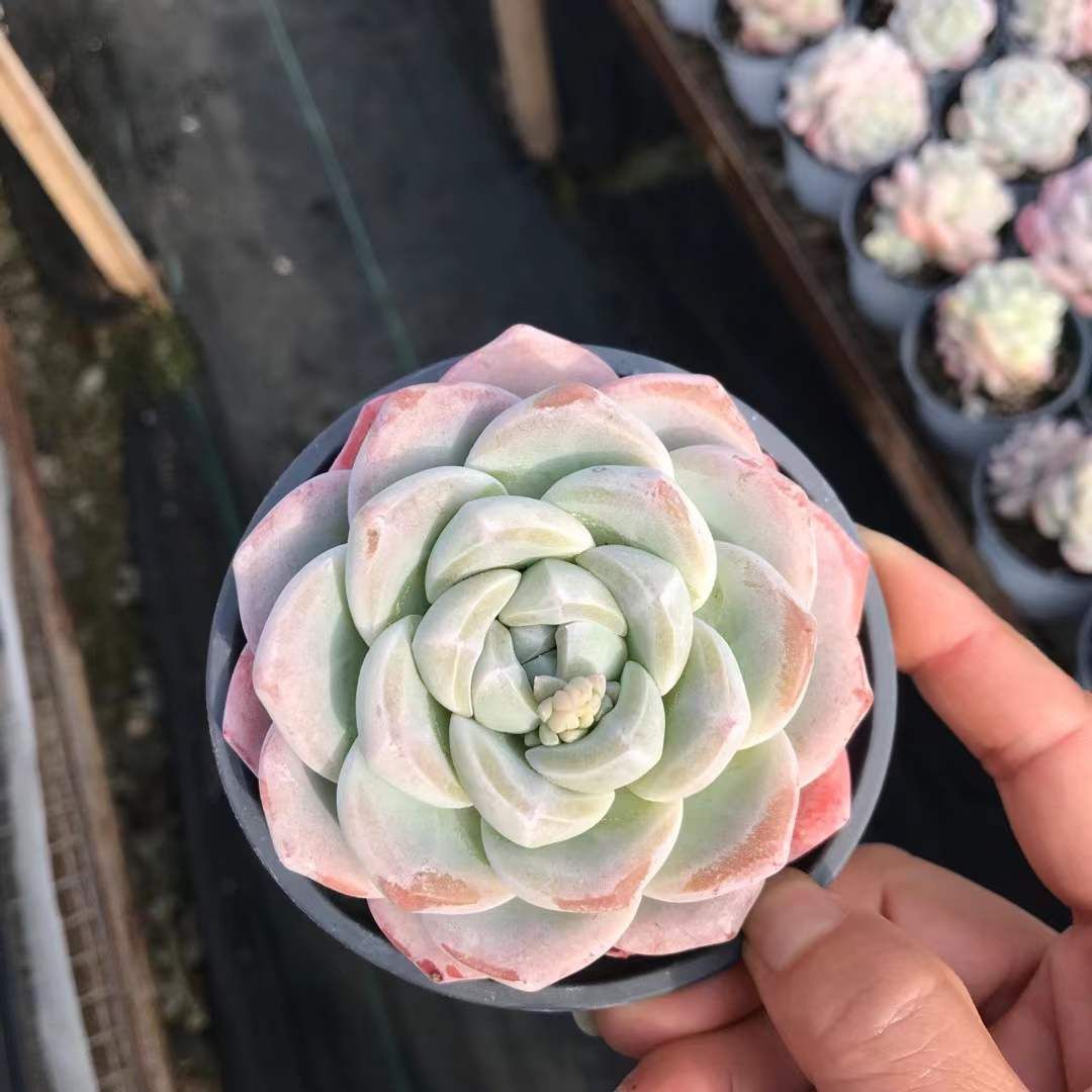CY0543×10株 アイスジェイド 土鉢付き 多肉植物 アエオニウム