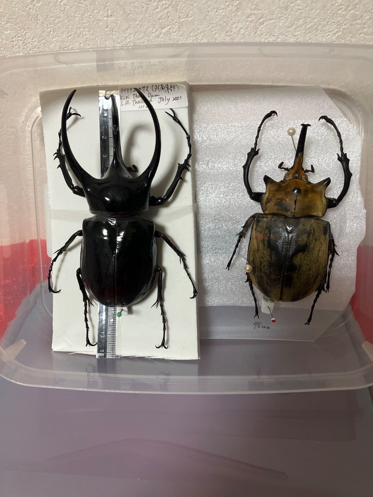 コーカサス&ゾウカブト 6,993円