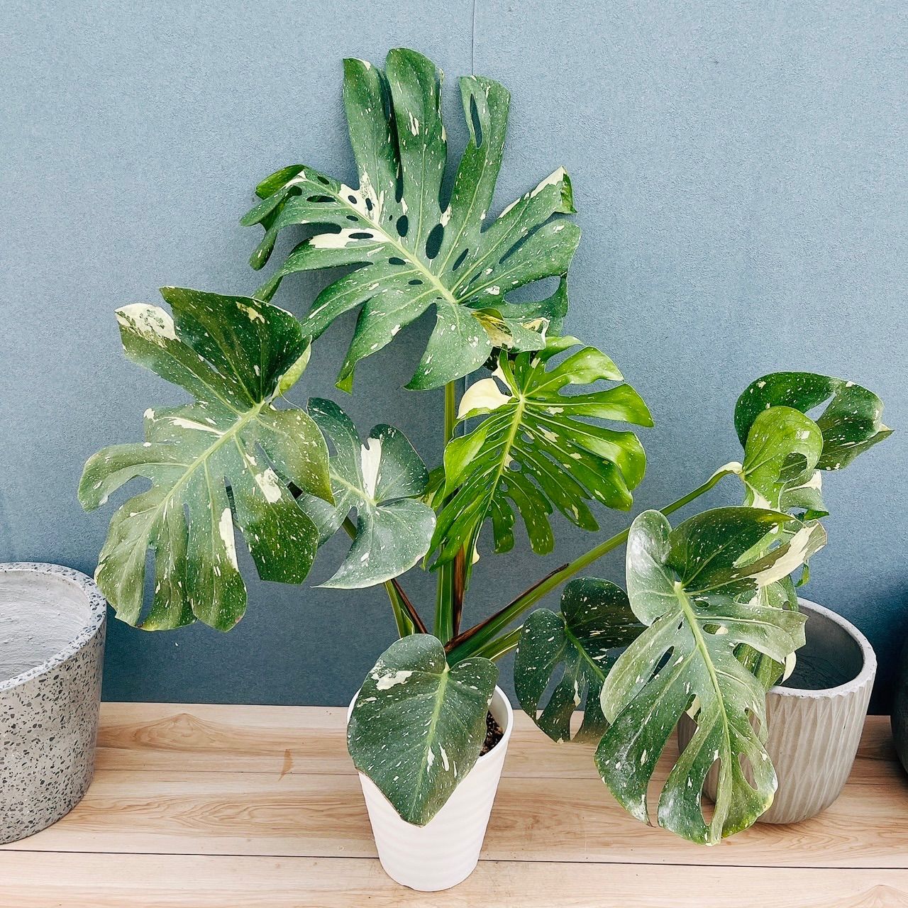 在庫］【希少】モンステラ 斑入り 7号 観葉植物 室内 レア 鉢受け皿