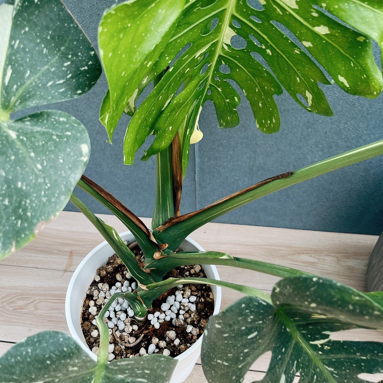 在庫］【希少】モンステラ 斑入り 7号 観葉植物 室内 レア 鉢受け皿