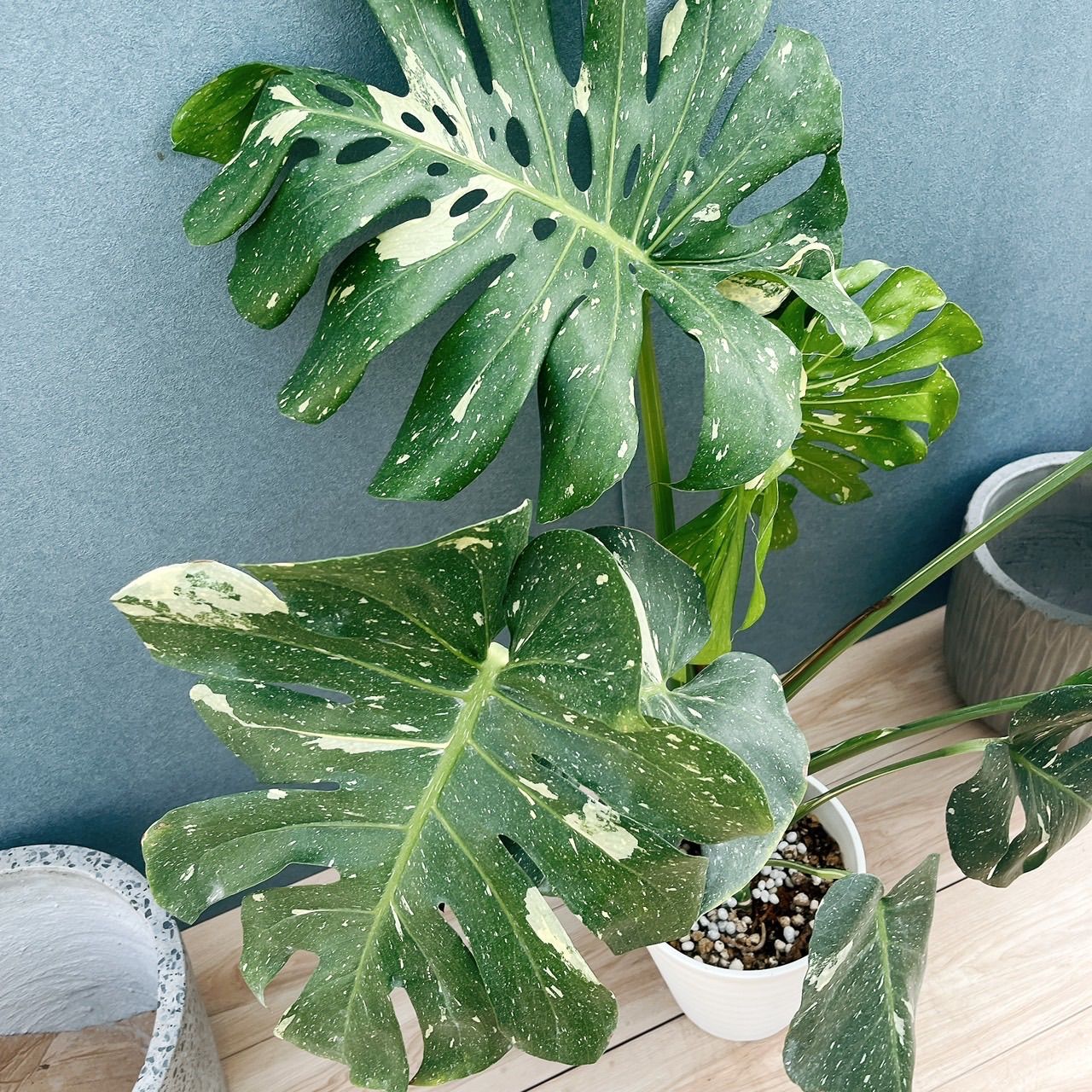 在庫］【希少】モンステラ 斑入り 7号 観葉植物 室内 レア 鉢受け皿 