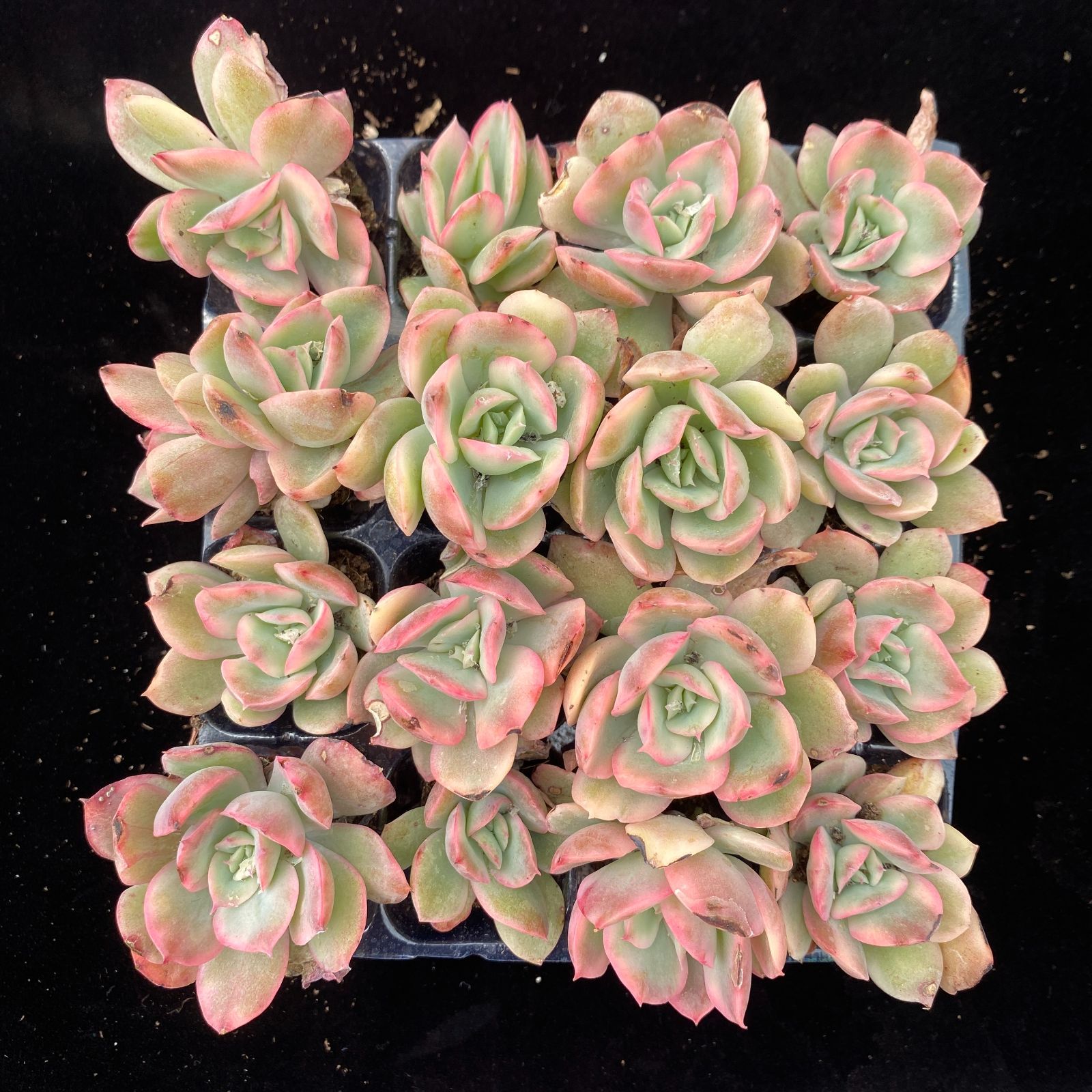 新発売 ZZ58 モモのタマゴ 40苗セット 土と根付き 多肉植物 エケベリア