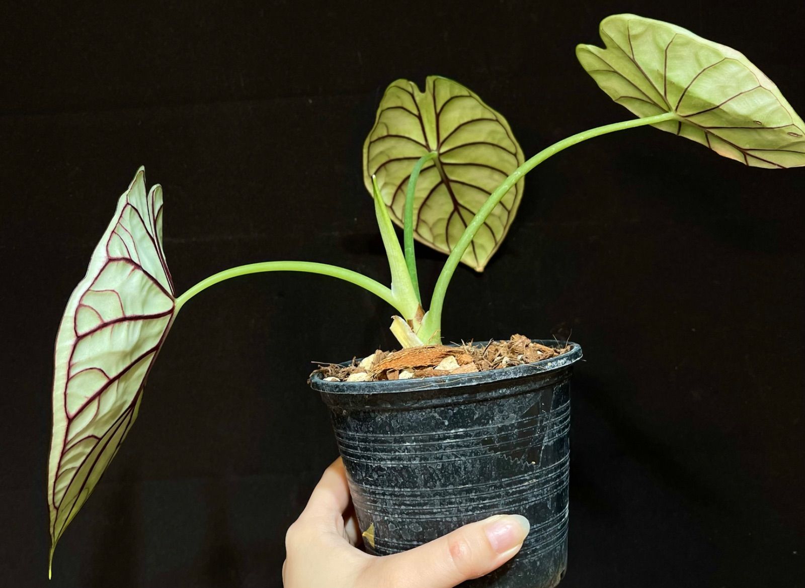 Alocasia Dragon Scale Mint Variegatedアロカシア ドラゴン スケール 